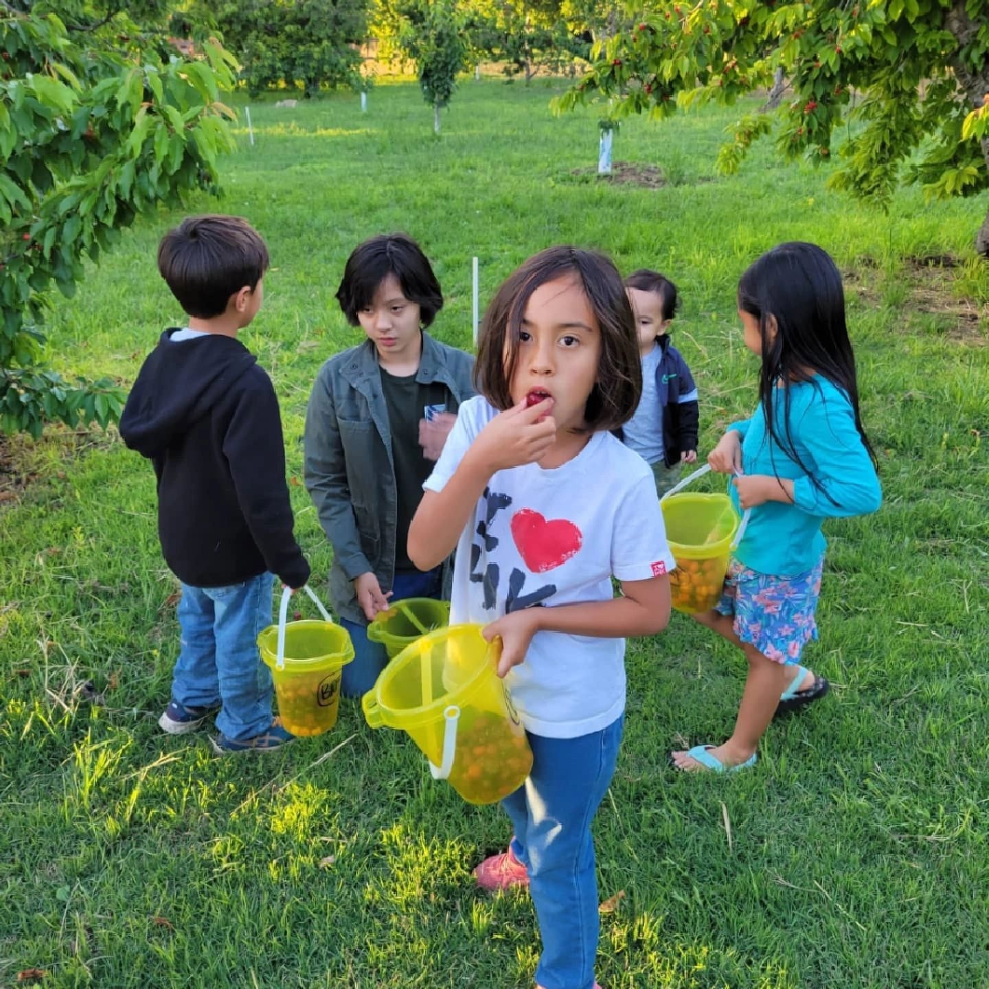 Burge Road Farm – cherry orchard
