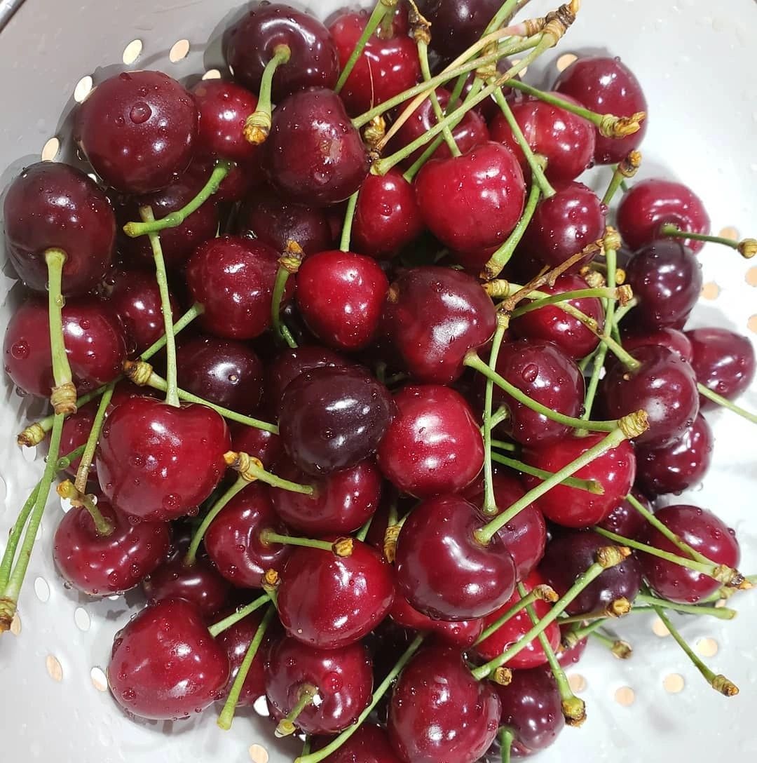 Burge Road Farm Instagram – cherry picking