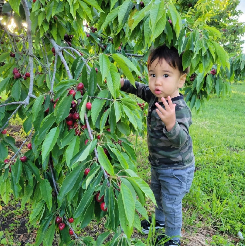 Child reaching for cherries in the orchard at Burge Road Farm